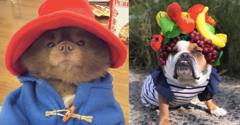Dog costumes