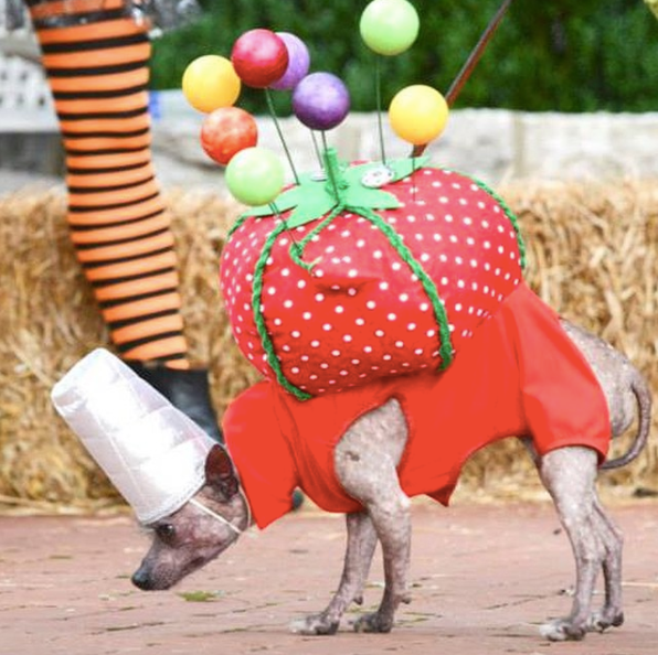 dog costumes