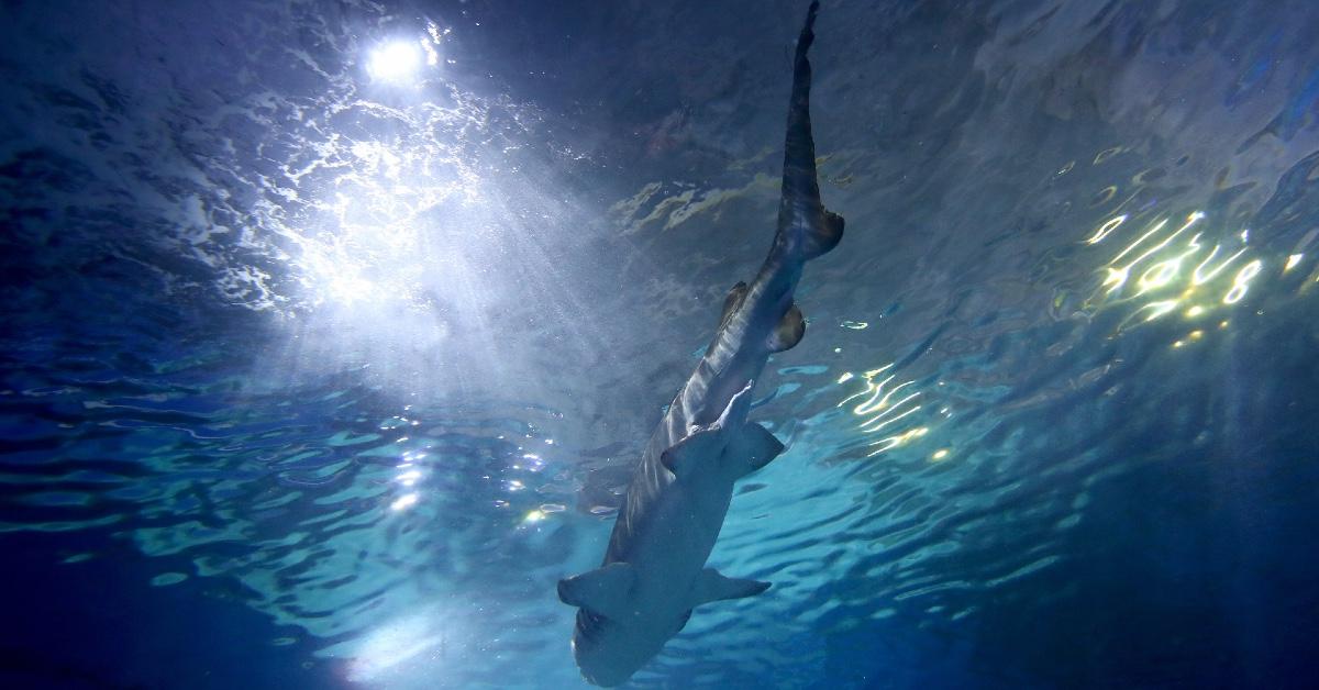 Shark at the Melbourne Aquarium.