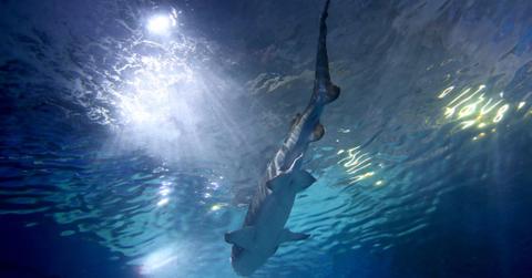 Shark at the Melbourne Aquarium.
