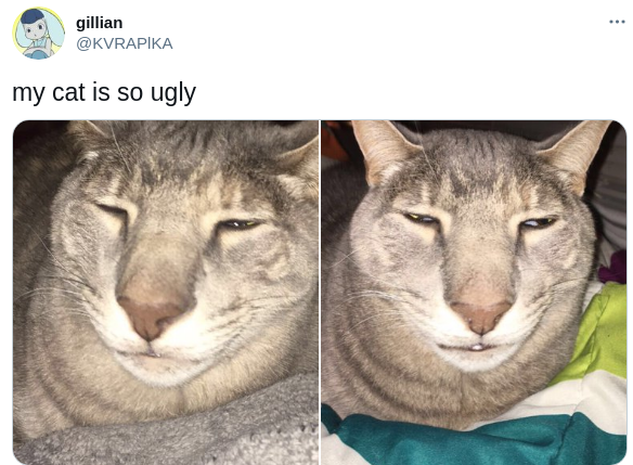 ugly cat