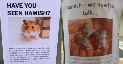 featured hamster posters