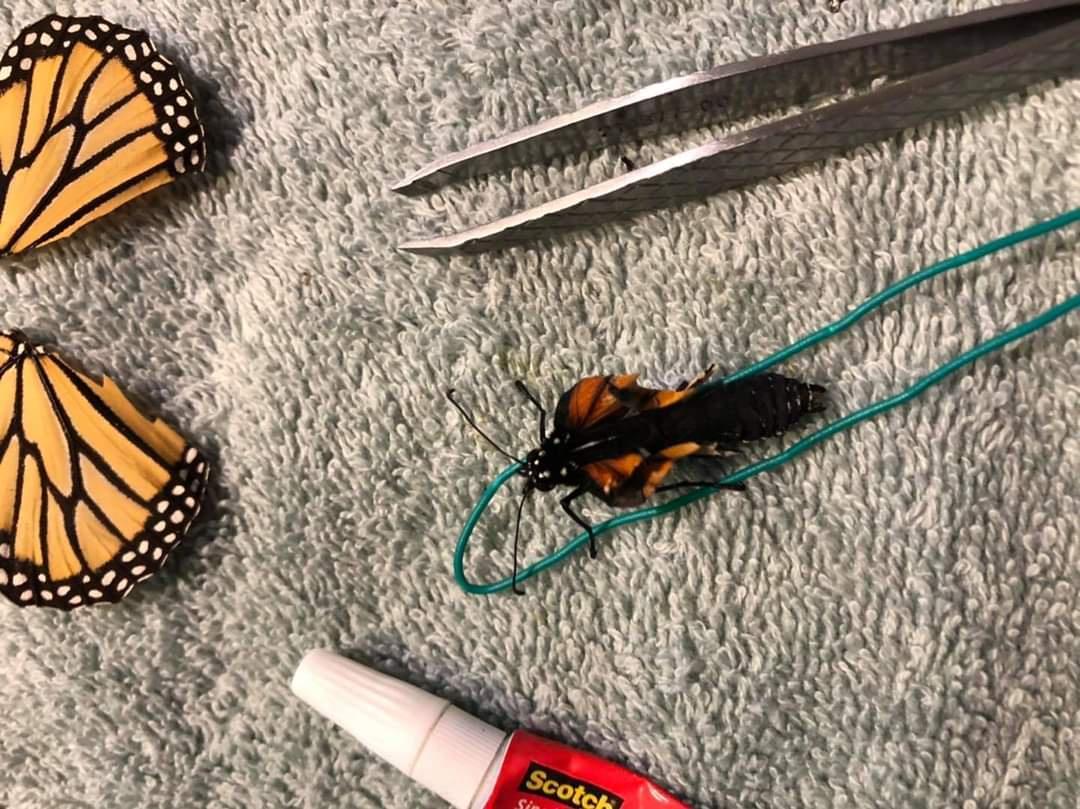 butterfly surgery