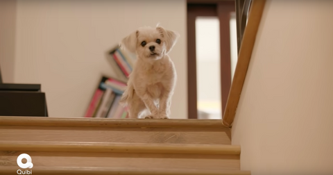 barkitecture-1586193976563.png