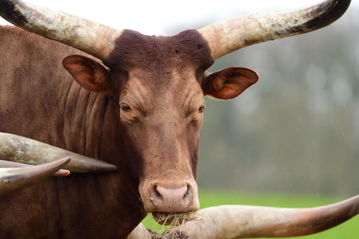 Guy "Tests" Petco's 'Leashed Animal' Policy by Bringing 1,600 Pound Steer