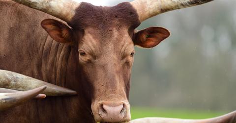 Guy "Tests" Petco's 'Leashed Animal' Policy by Bringing 1,600 Pound Steer