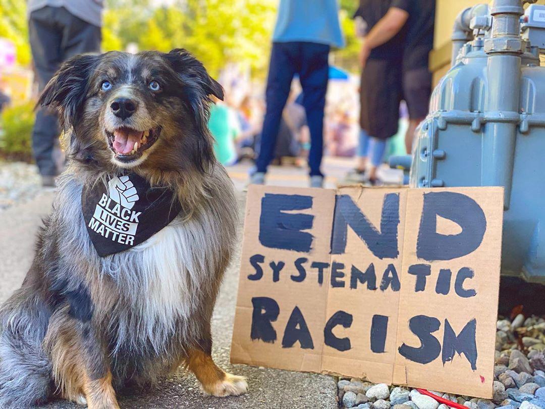 protest dog