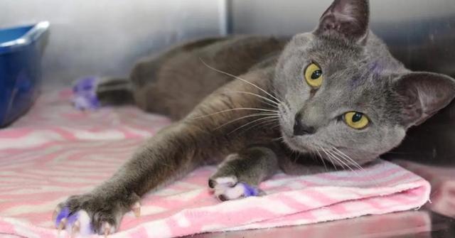 A stray cat with purple paws.