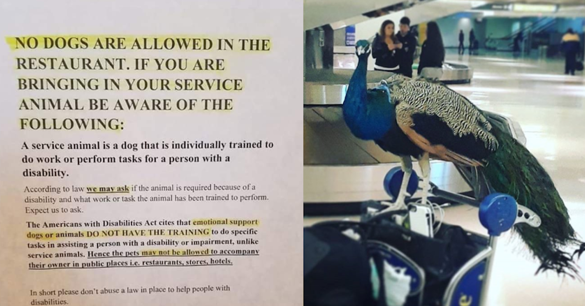 Restaurant Won T Allow Emotional Support Animals Because They Re Not Trained For Service