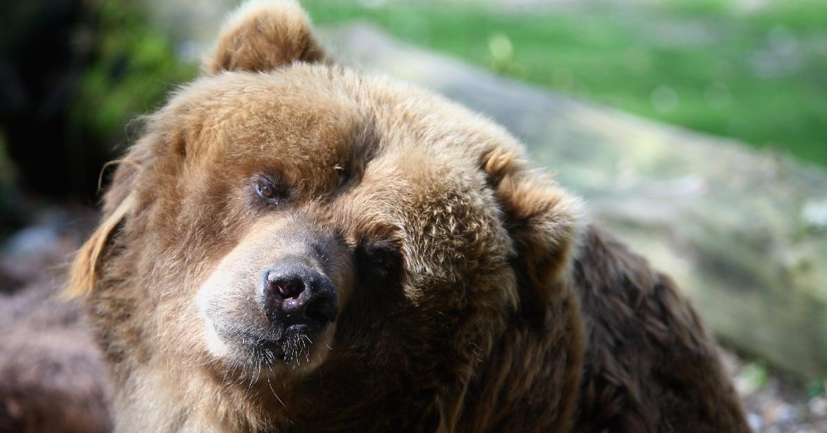 Kodiak bear at the Wuppertal Zoo.