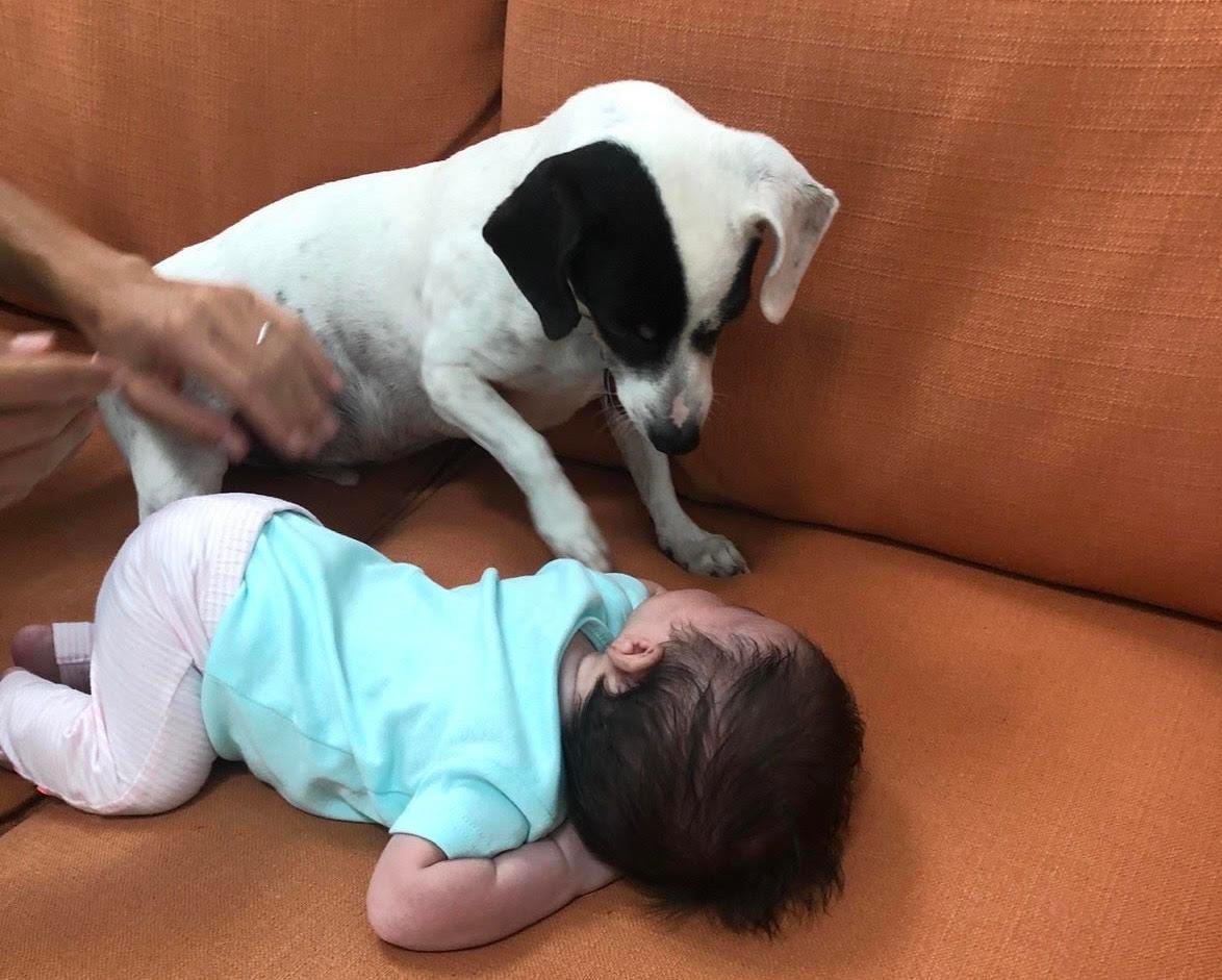 dog on couch with baby