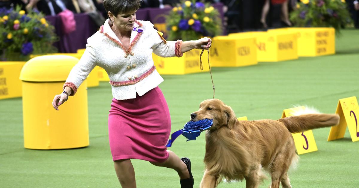 Daniel The Golden Retriever Lost Best In Show But Won Our Hearts
