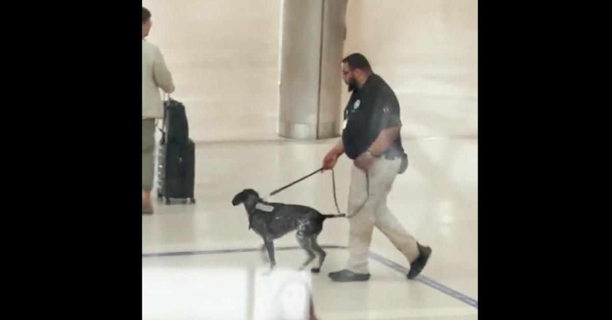 TSA agent acting as a dog handler mishandles bomb-sniffing dog to viral outrage. 