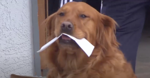 featured dog delivers groceries