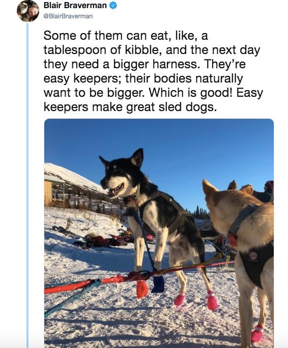 sled dogs