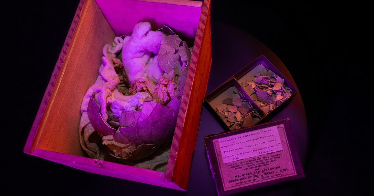 Giant Moa Egg
