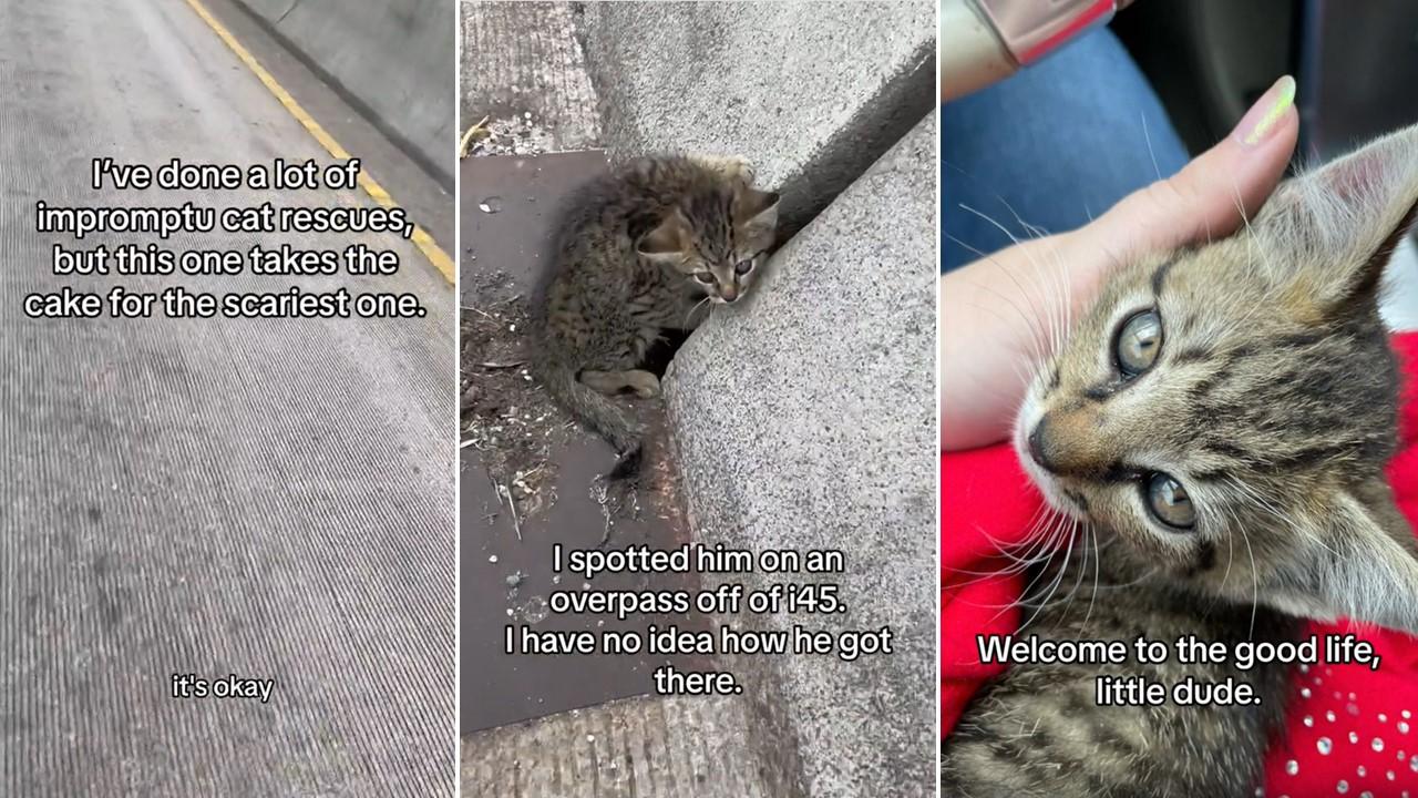 Home Depot cat becomes TikTok sensation