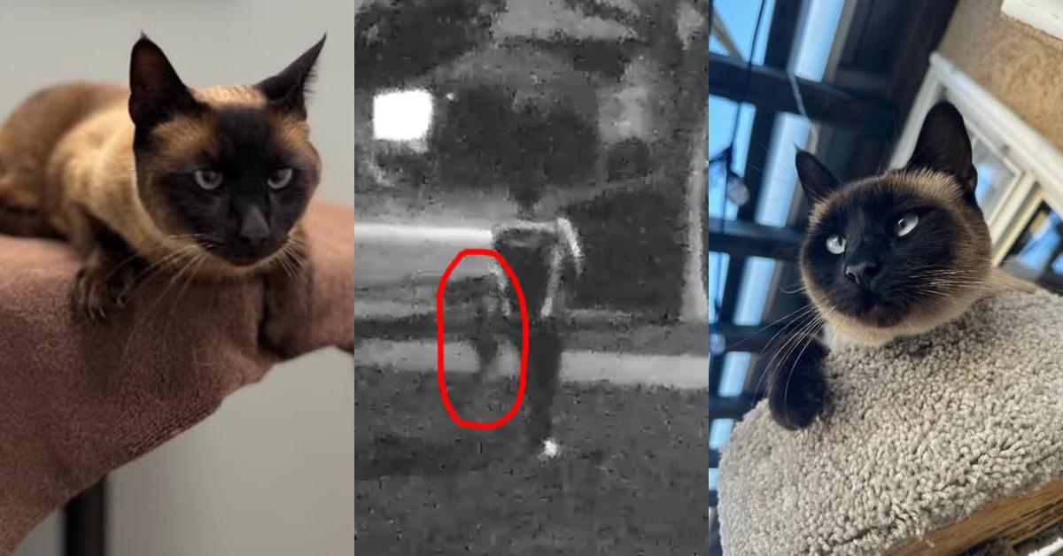 Amazon Driver Allegedly Steals Cat, Doorbell Camera Shows