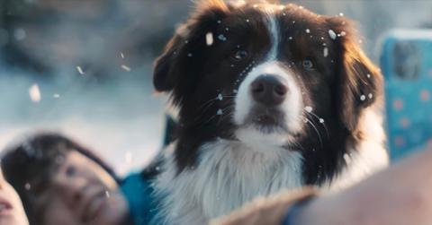 Echo the dog plays Nellie in 'Heartstopper.'