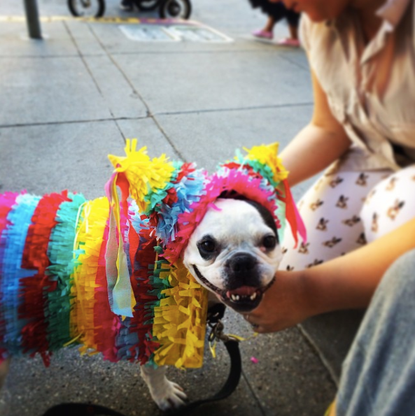 dog costumes