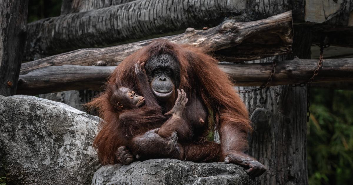 Bornean orangutan