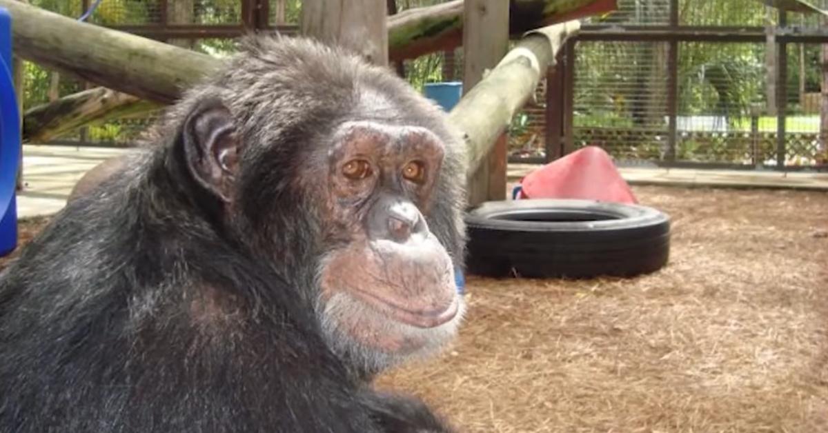 Bubbles the Chimp