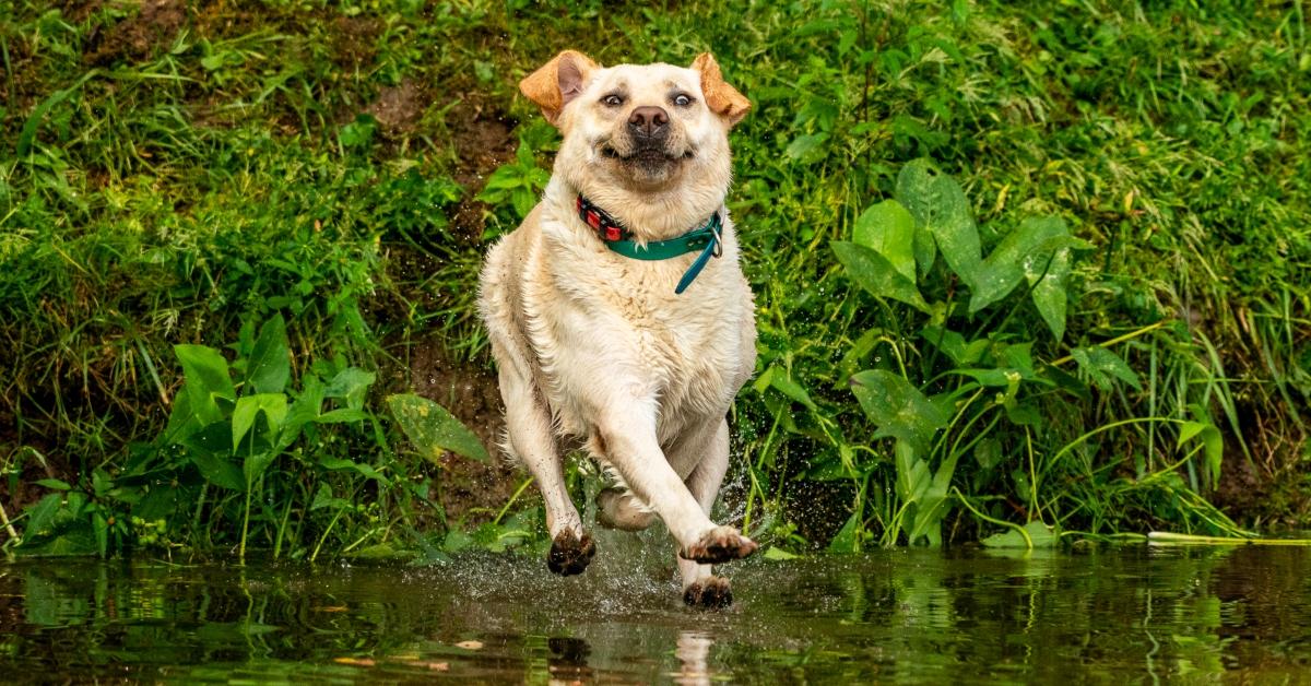 featuredjohn carelli_look mom i can walk on water_