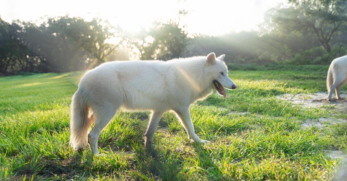 Dire Wolves