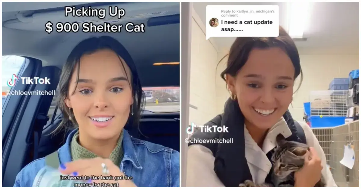 Cat Scam TikTok's African Savannah Cat Scam Saga, Explained