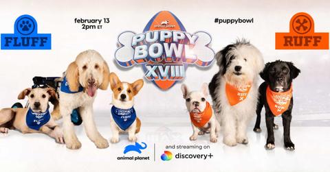 'Puppy Bowl XVIII'