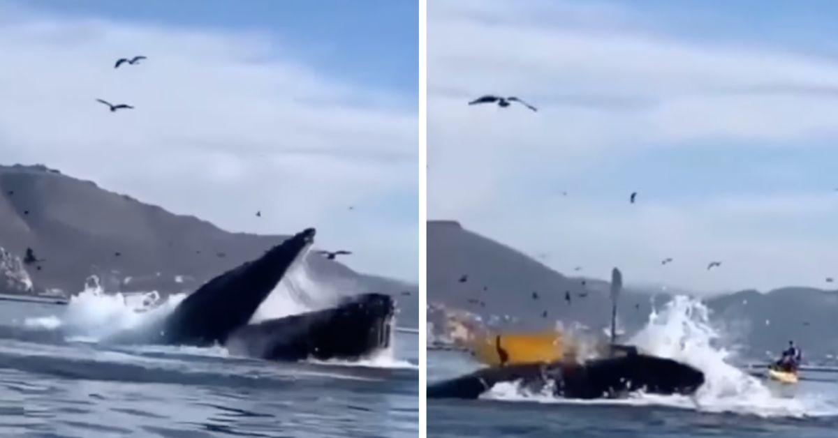 Um, Did This Humpback Whale Just Swallow Two Kayakers Whole?