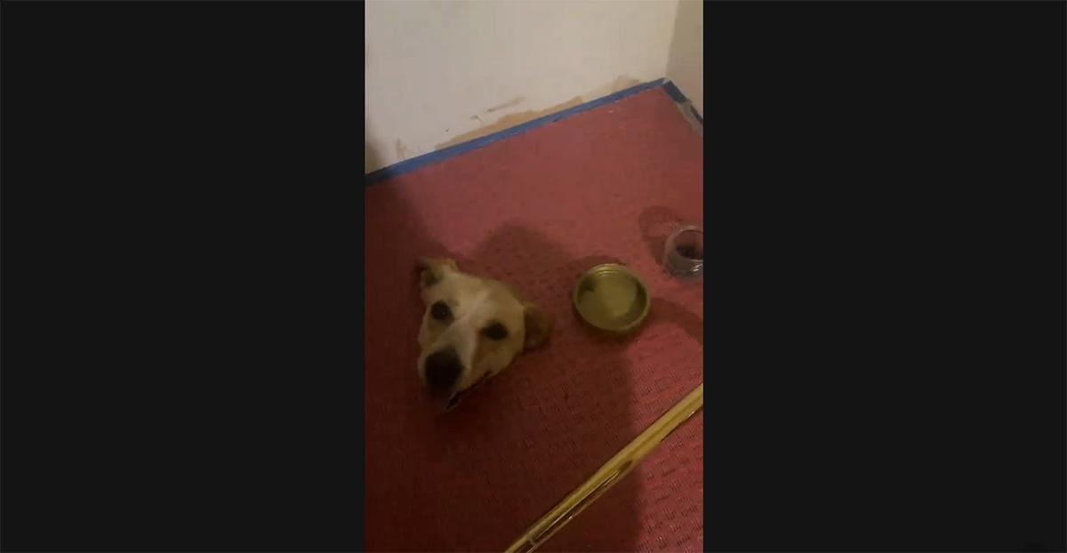 Dog stuck in bathroom floor TikTok