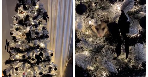 A possum in a Christmas tree