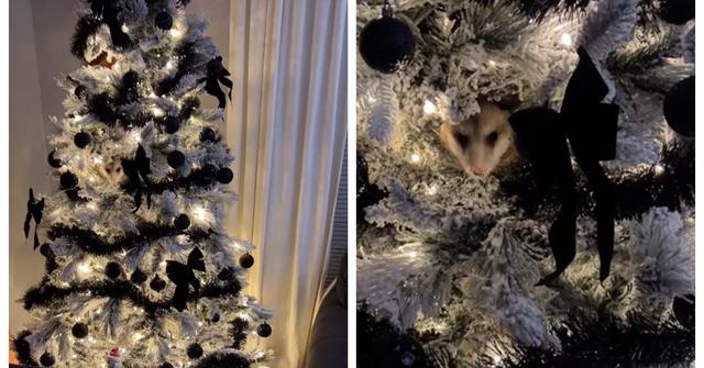 A possum in a Christmas tree