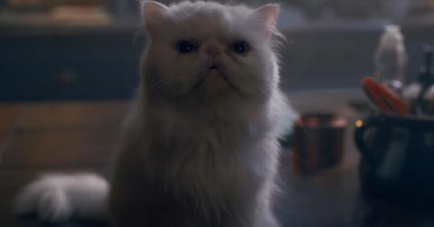 'The Woman in the Window' cat