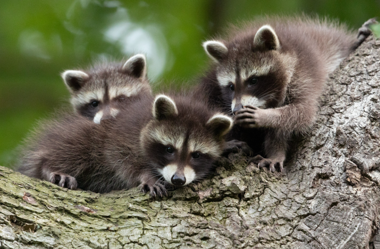 Gossiping raccoons