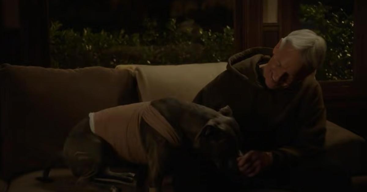 does the dog on ncis belong to mark harmon