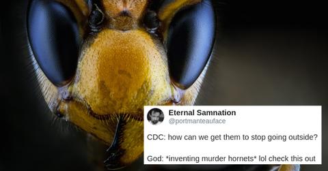 murder hornet giant asian cover