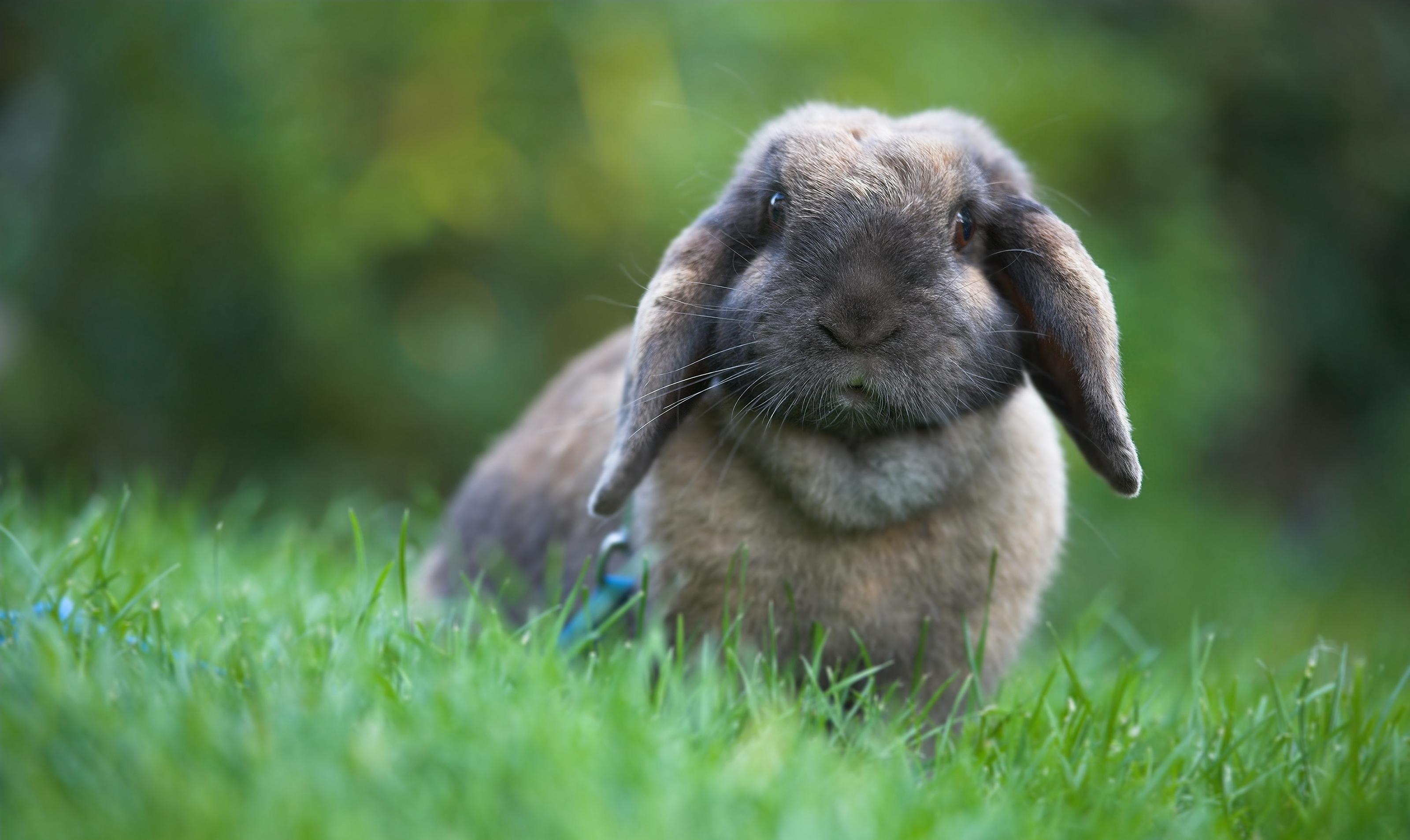 A cute bunny sitting outside in the grass.