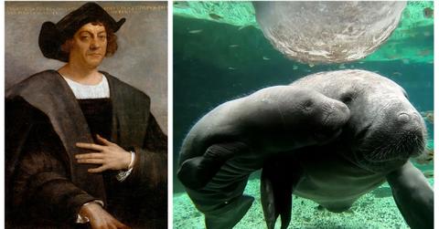 Did Christopher Columbus Sleep With a Manatee? Inside the Rumor