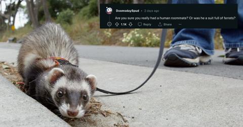 A ferret walking on a leash