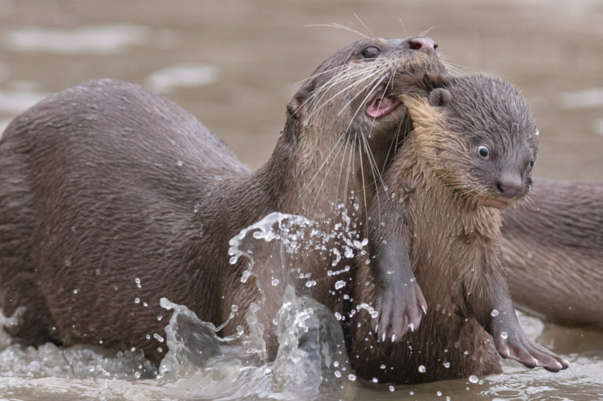 Busy Otters