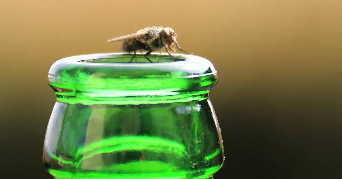 fly on a beer bottle picture id