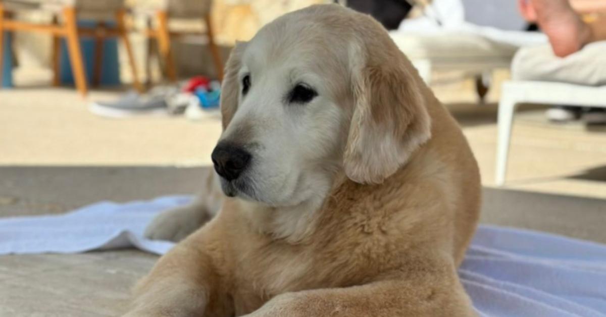 Kirk Herbstreit's dog, Ben, laying down.