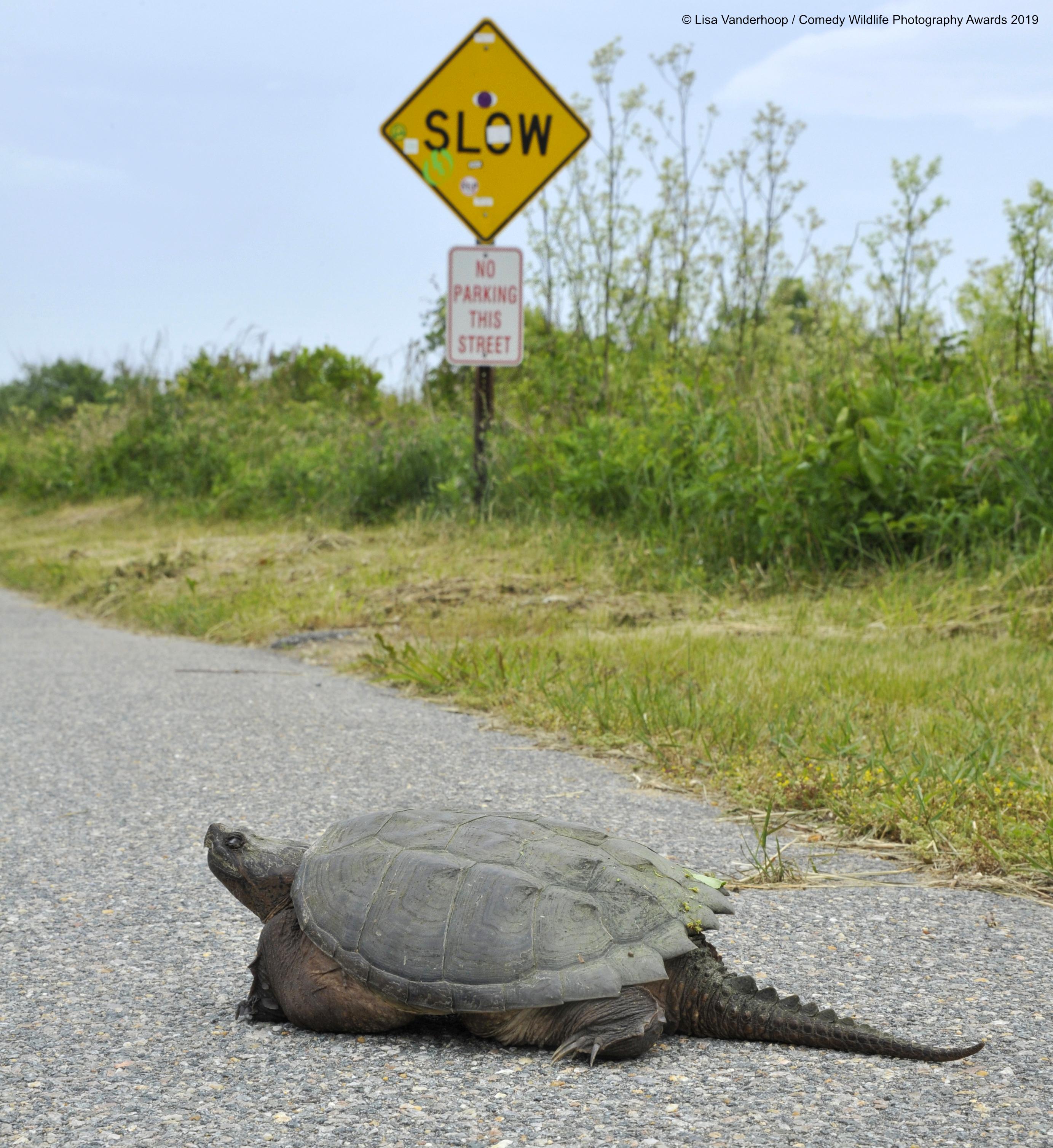 lisa vanderhoop_snarling snappin in the slow lane_