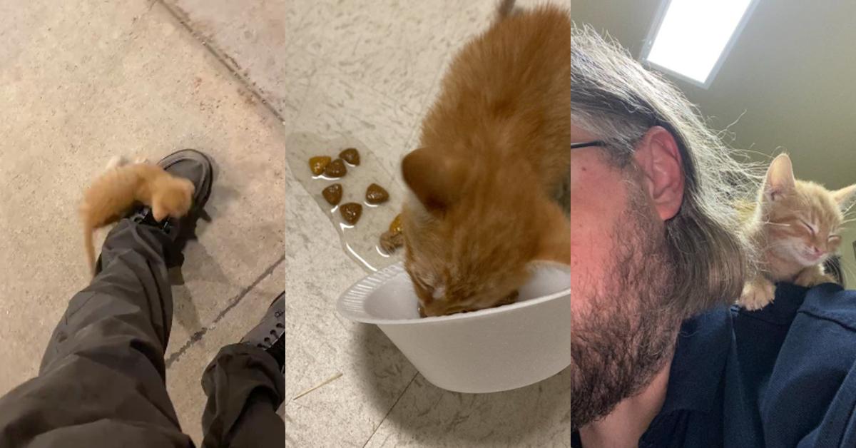 Tiny Kitten "Adopts" Man, Turns Him into a Cat Person Overnight