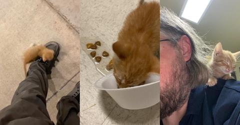 Tiny Kitten "Adopts" Man, Turns Him into a Cat Person Overnight