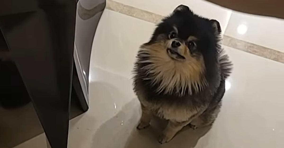 BTS member V's dog, Yeontan.