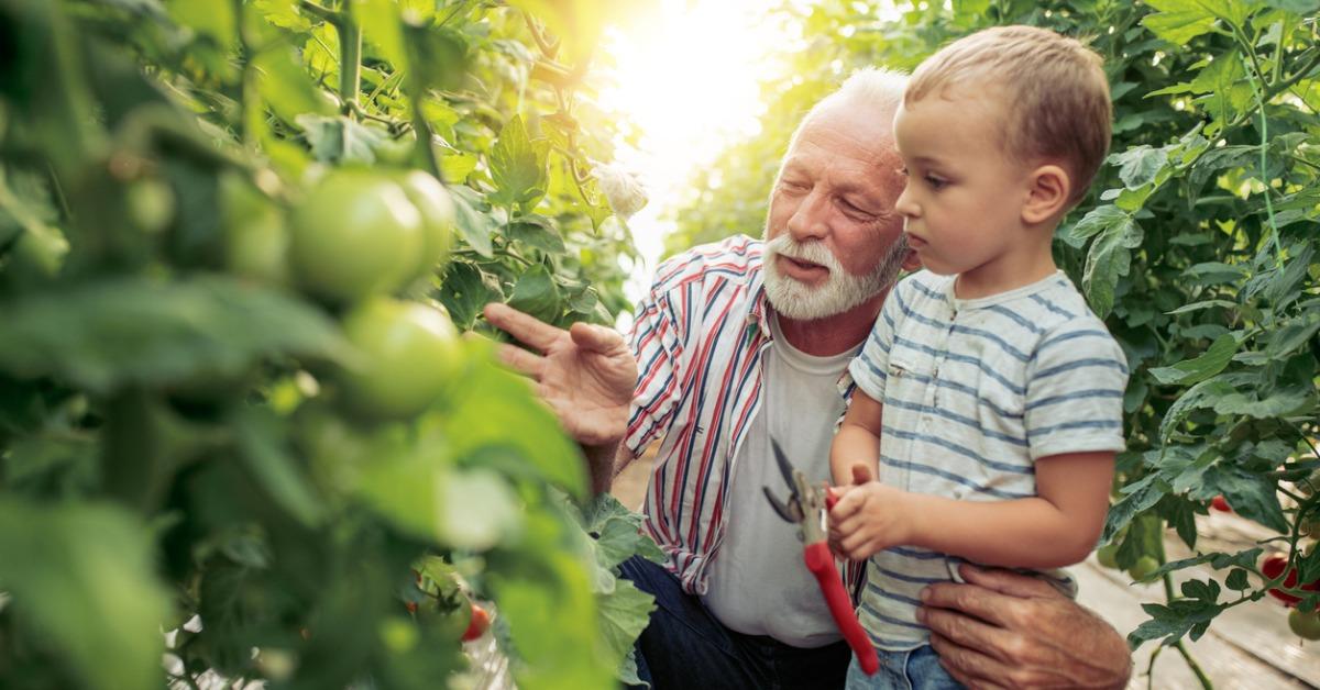 grandfather and grandson in greenhouse picture id