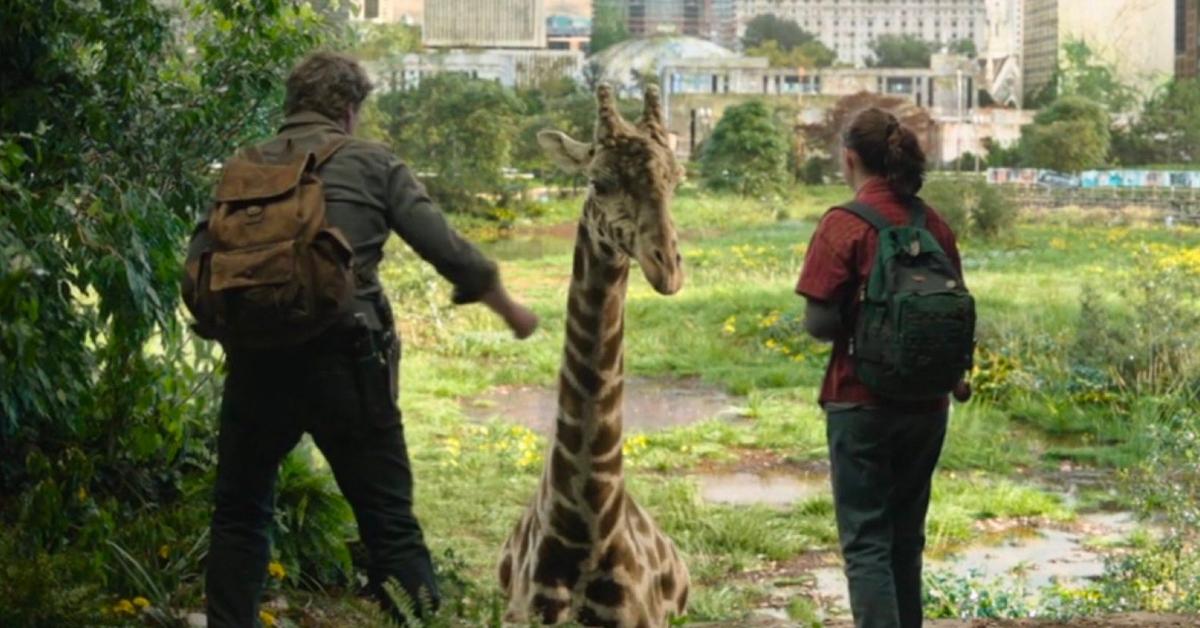 Yes, They Used A Real Giraffe For The Last Of Us Season 1 Finale